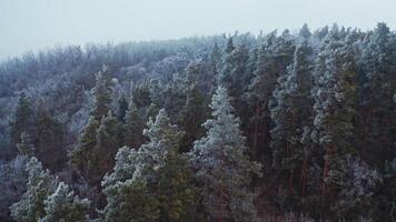 Amazing landscape of winter forest. View from above on white trees covered with snow. Nature in winter. video