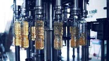 Automated production of oil in factory. Empty bottles are filling with golden liquid in the modern manufacture. Refined oil production. video