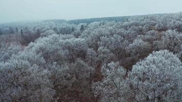 Beautiful forest in winter. Slow flight over the tops of trees covered with frost. Aerial view. video