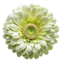 A green flower is shown in the center of the screen png