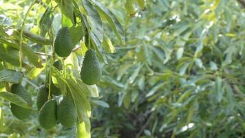 Branch of natural hass avocados in a avocado tree video