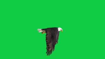 Realistic 3d render bald eagle flying loop animation isolated on green screen background video