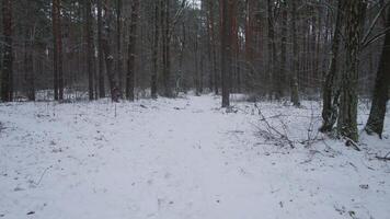 A serene and tranquil snowcovered forest path, gently winding through tall trees, evokes deep peace and solitude video