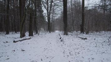 Explore a stunning winter scene on a snowcovered forest trail that provides a serene escape from daily life video