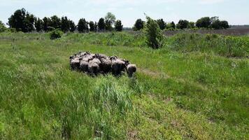 Aerial view. Flock of sheep rest in a shaded meadow surrounded by trees. The sheep appear calm and peaceful, with their thick woolly coats adding to the serene atmosphere of the rural setting. video