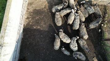 A flock of sheep gathers on a farm under clear skies, with the surrounding landscape highlighting the importance of livestock in sustainable farming video