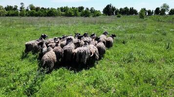 Group of sheep gather in a shaded meadow surrounded by trees. The sheep have thick, woolly coats and appear calm and peaceful. The setting is serene and pastoral. video