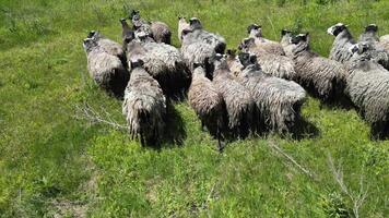 Flock of sheep rest in a shaded meadow surrounded by trees. The sheep appear calm and peaceful, with their thick woolly coats adding to the serene atmosphere of the rural setting. video