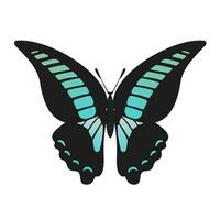 A stunning illustration of the Butterfly Graphium sarpedon, blue wings. This artwork highlights the intricate patterns and delicate beauty of this species, perfect for nature enthusiasts. vector