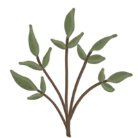a plant with leaves on it, on a transparent background png
