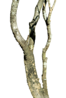 tree branch isolated png