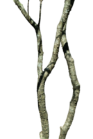 Tree trunk with branches element png
