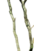 Tree trunk isolated png