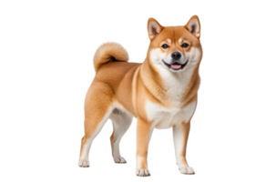 Smiling Shiba Inu Dog isolated on transparent background png