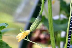 Bumpy little cucumber with yellow flower on branch in greenhouse photo