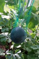 Watermelon in a net ripens in a greenhouse in the shade photo