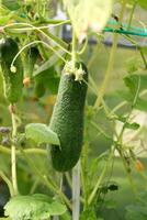 Large pimply large cucumber against the background of other cucumbers in a greenhouse photo