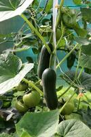 Large smooth ripe cucumbers on a bush photo