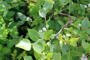Branch with unripe blueberries in partial shade in the garden photo