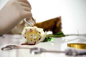 Botanist scientist in lab coat hold scissors to cut rose flower, biological researcher man harvest plant at greenhouse for science experiment in laboratory, chemist extract essential oil for perfumes photo