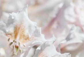 Soft focus, abstract floral background, white Rhododendron flower petals. Macro flowers backdrop for holiday brand design photo