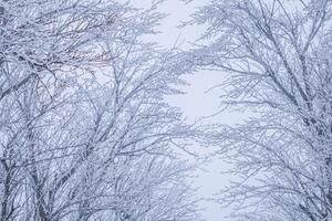 Background of tree branches covered with frost. Landscape of nature with fog and white snow photo