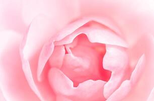 Soft focus, abstract floral background, pink rose flower petals. Macro flowers backdrop for holiday design photo