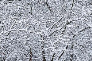 Fluffy snow-covered trees branches, nature scenery with white snow and cold weather. Snowfall in winter park photo