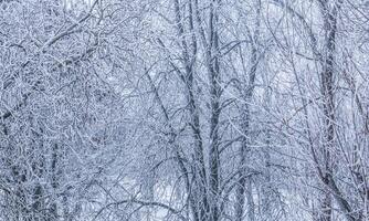 Background of tree branches covered with frost. Landscape of nature with fog and white snow photo