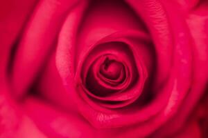 Soft focus, abstract floral background, red rose flower. Macro flowers backdrop for holiday brand design photo