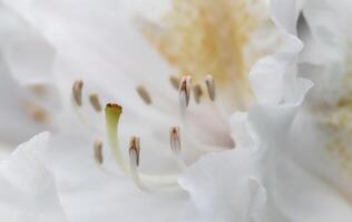 Soft focus, abstract floral background, white Rhododendron flower petals. Macro flowers backdrop for holiday brand design photo