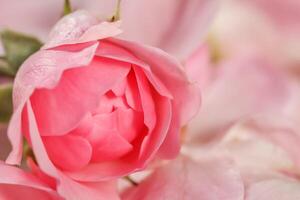Soft focus, abstract floral background, bud of pink rose flower. Macro flowers backdrop for holiday brand design photo