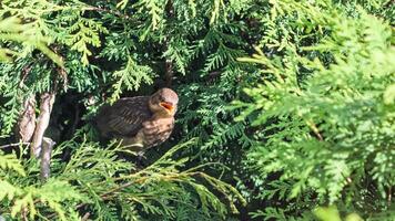 Fledgling blackbird in thuja branches waiting to be fed by parent. photo