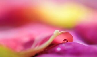 Red yellow rose petals with drops of water. Aromatherapy and spa concept. Blurred floral background photo
