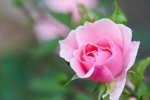 Soft pink rose Bonica with buds in the garden. Perfect for background of greeting cards for birthday, Valentine's Day and Mother's Day photo