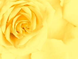 Soft focus, abstract floral background, yellow rose flower. Macro flowers backdrop for holiday brand design photo