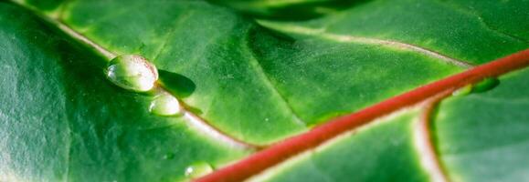 Abstract green background. Macro Croton plant leaf with water drops. Natural background for brand design photo
