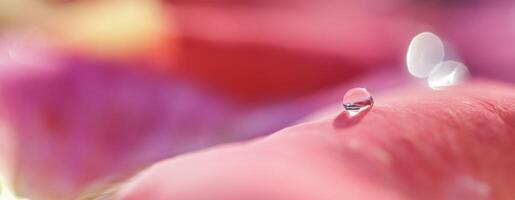 Red yellow rose petals on the water. Aromatherapy and spa concept. photo