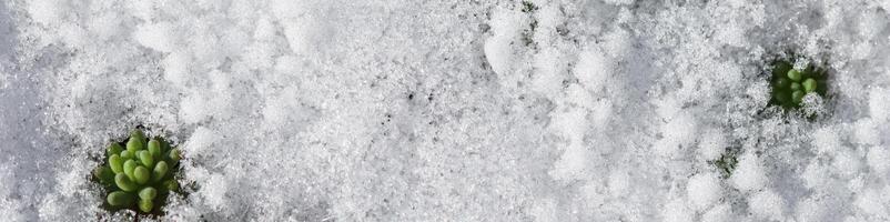 Texture of fresh snow and growing green plants. Natural spring background photo