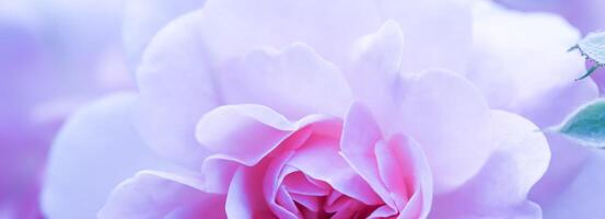 Soft focus, abstract floral background, purple rose flower. Macro flowers backdrop for holiday brand design photo