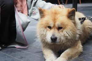 The Fluffy Chow Chow Dog bonds with its owner outdoors on the pavement in the daytime photo