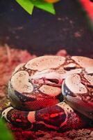 A Beautiful Coiled Python Displaying Itself in Its Natural Habitat photo