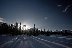 Serene Winter Landscape with Snow and Pine Trees photo