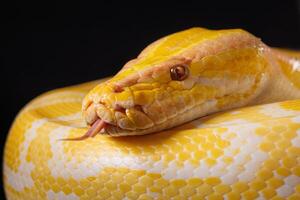 Close-up of a yellow python against a black background showing its brightly colored scales, Tree Snake photo