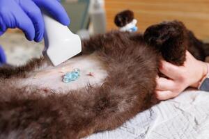 The abdominal cavity of a cat examined using ultrasound. The veterinarian performs an ultrasound and analyzes the health of the animal. Monitoring animals using ultrasound. photo