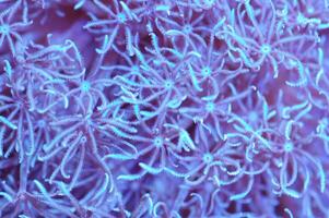 Ultra Blue Xenia - Anthelia spp photo