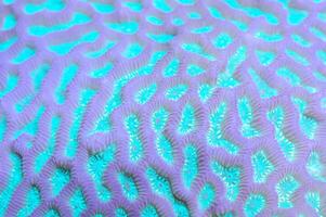 Turquoise Closed Brain Coral - Favites spp photo