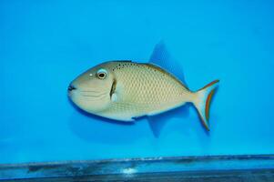 Kiribati Crosshatch Triggerfish - Xanthichthys greenei photo