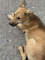 dog on the road photo