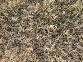 dry grass in the garden photo
